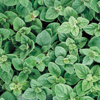 Greek Oregano Seeds