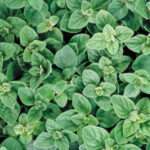 Greek Oregano Seeds 1