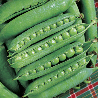 Green Arrow Pea Seeds