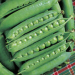 Green Arrow Pea Seeds 1