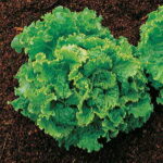 Green Ice Lettuce Seeds 1