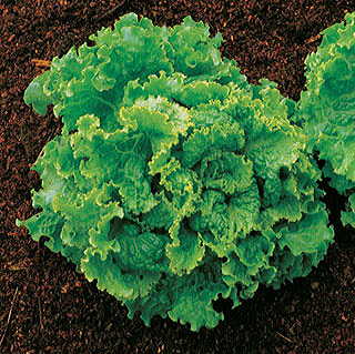 Green Ice Lettuce Seeds