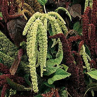 Green Love-Lies-Bleeding Seeds