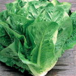 Green Towers Lettuce Seeds 1