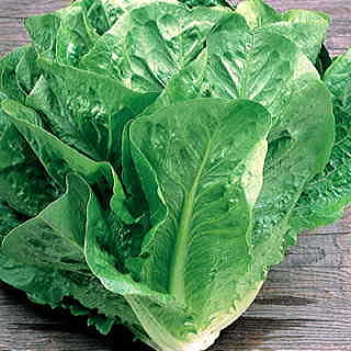 Green Towers Lettuce Seeds