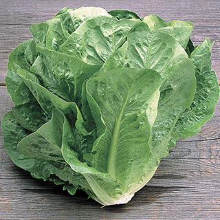 Green Towers Lettuce Seeds