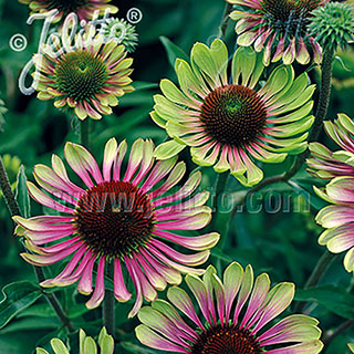 Green Twister Coneflower