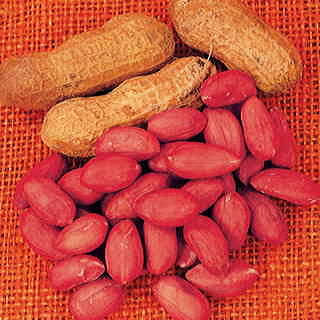 Gregory Peanut Seeds