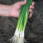 Guardsman Hybrid Onion Seeds 1