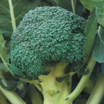 Gypsy Hybrid Broccoli Seeds 1