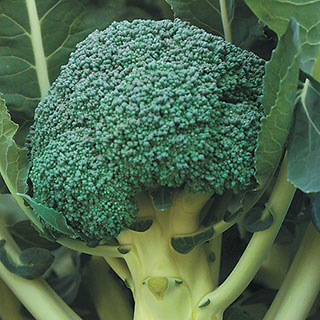 Gypsy Hybrid Broccoli Seeds