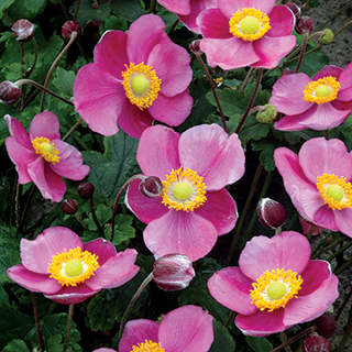 Hadspen Abundance Japanese Anemone