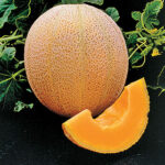 Hale’s Best Organic Melon Seeds 1