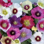 Halo Mix Hollyhock Seeds 1