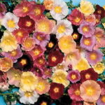 Happy Lights Hollyhock Mix Seeds 1