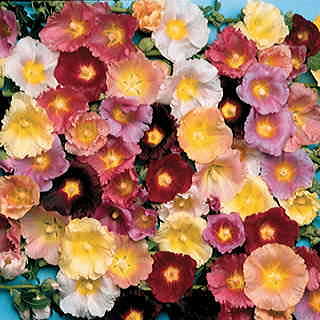 Happy Lights Hollyhock Mix Seeds