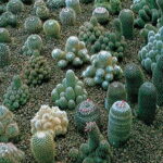 Hardy Blend Cactus Seeds 1