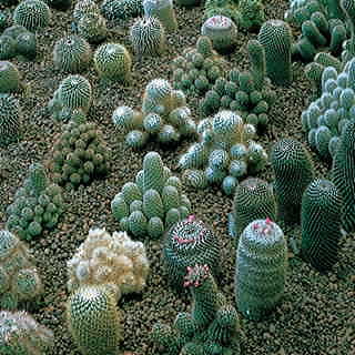 Hardy Blend Cactus Seeds