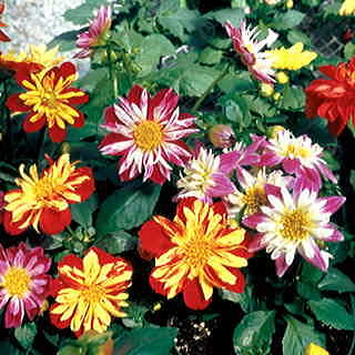 Harlequin Mix Dahlia Seeds