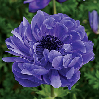 Harmony Double Blue Anemone Seeds