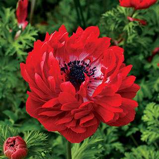 Harmony Double Scarlet Anemone Seeds