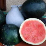 Harvest Moon Seedless Watermelon Seeds 1