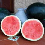 Harvest Moon Seedless Watermelon Seeds 1