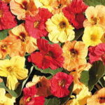 Hawaiian Mix™ Nasturtium Seeds 1