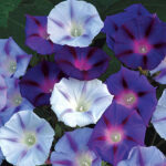 Hazelwood Blues Morning Glory Seeds 1