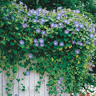 Heavenly Blue Morning Glory Seeds