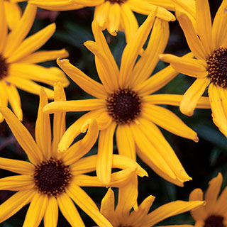 Helianthus salicifolius 'Low Down'