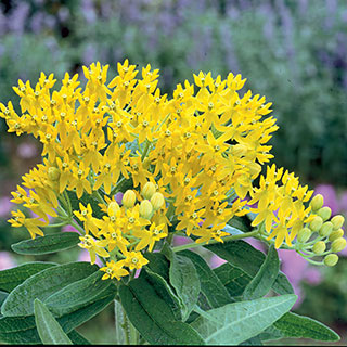 Hello Yellow Butterfly Flower