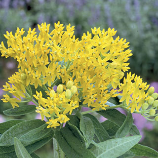 Hello Yellow Butterfly Flower