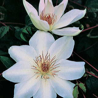 Henryi Clematis