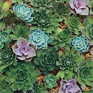 Hens & Chicks Hardy Succulent Blend Seeds