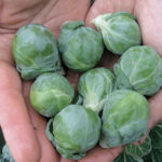 Hestia Hybrid Brussels Sprouts Seeds 1