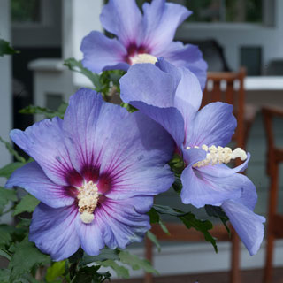 Hibiscus Azurri Satin®