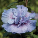 Hibiscus Blue Chiffon™ 1