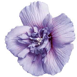 Hibiscus Blue Chiffon™