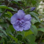 Hibiscus Blue Chiffon™ 1