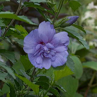 Hibiscus Blue Chiffon™