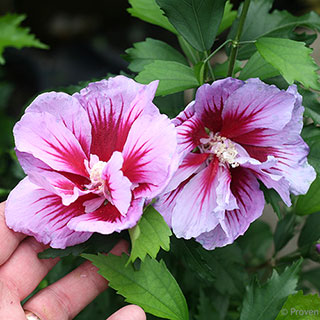 Hibiscus Purple Pillar®