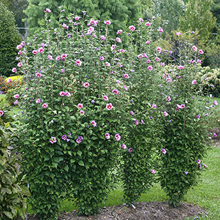 Hibiscus Purple Pillar®