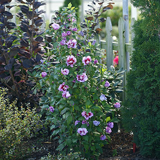 Hibiscus Purple Pillar®