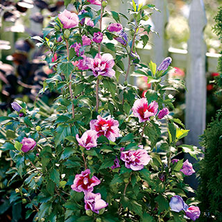 Hibiscus Purple Pillar&reg; 1
