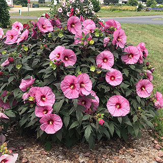 Hibiscus Summerific® 'Berry Awesome'