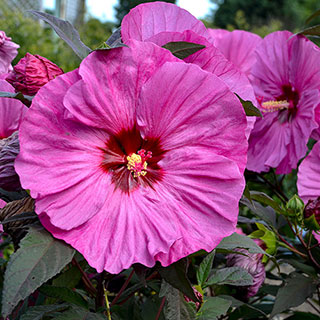 Hibiscus Summerific® 'Berry Awesome'