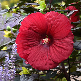 Hibiscus Summerific® Holy Grail