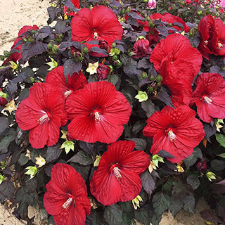 Hibiscus Summerific® Holy Grail