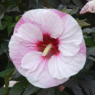 Hibiscus Summerific® Perfect Storm